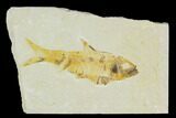 Detailed Fossil Fish (Knightia) - Wyoming #120496-1